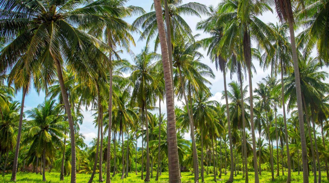 Coconut palm trees plantation in Thailand