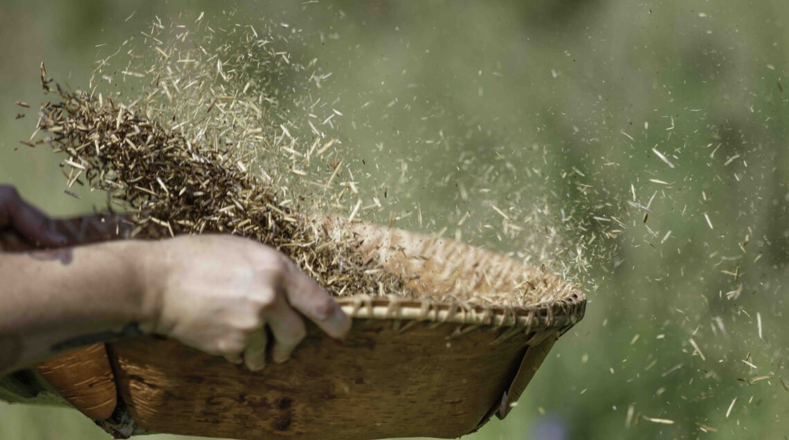 Winnowing_the_wild_rice_in_a_birch_bark_basket_PH_ Lorie Shaull