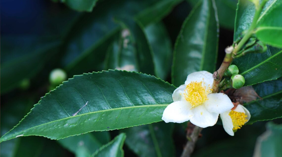 Camellia_sinensis_PH_Pancrat