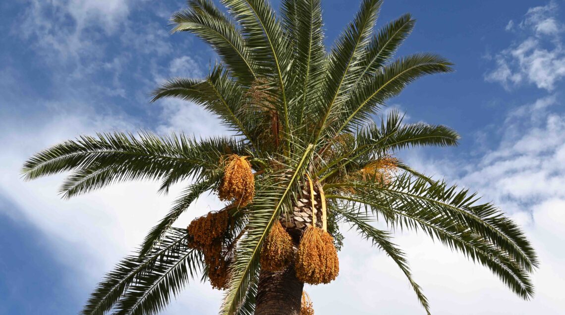 Date palm PALMA DA DATTERI