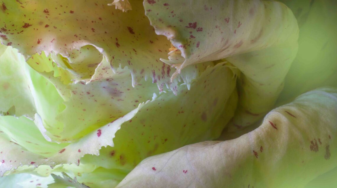 Radicchio variegato di Castelfranco IGP