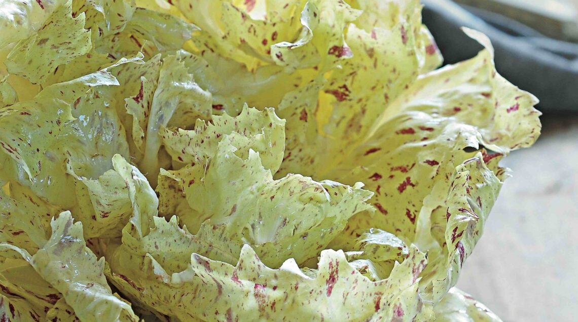 Radicchio variegato di Castelfranco IGP