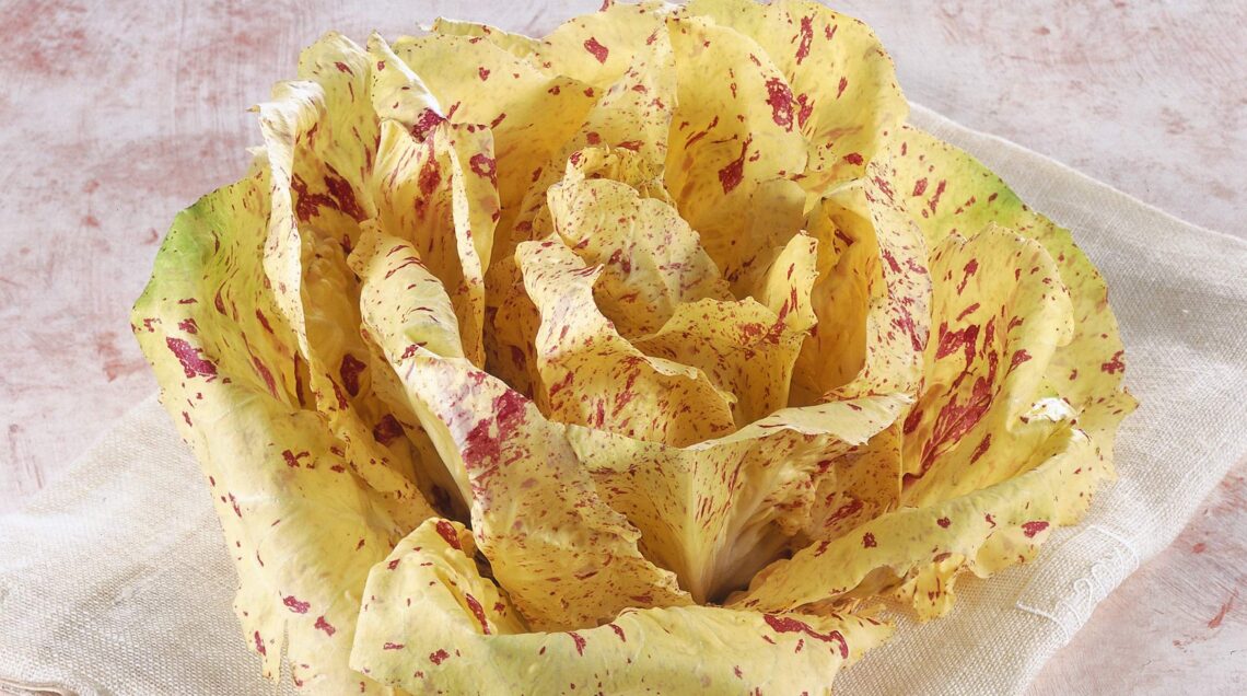 radicchio variegato di Castelfranco Igp