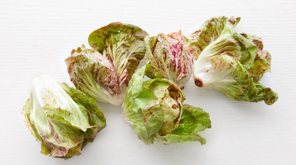 Radicchio variegato LUSIA