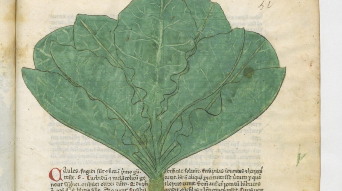 1301_De caulibus in Tractatus de herbis