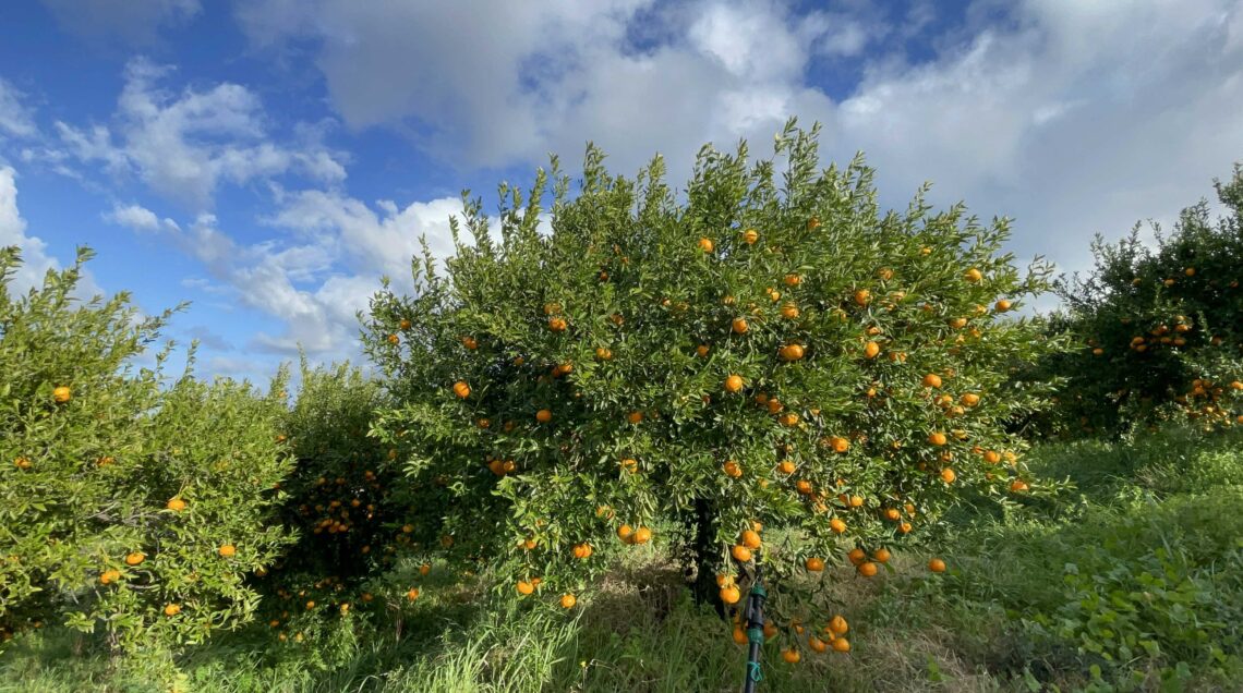 ALBERO MANDARINO