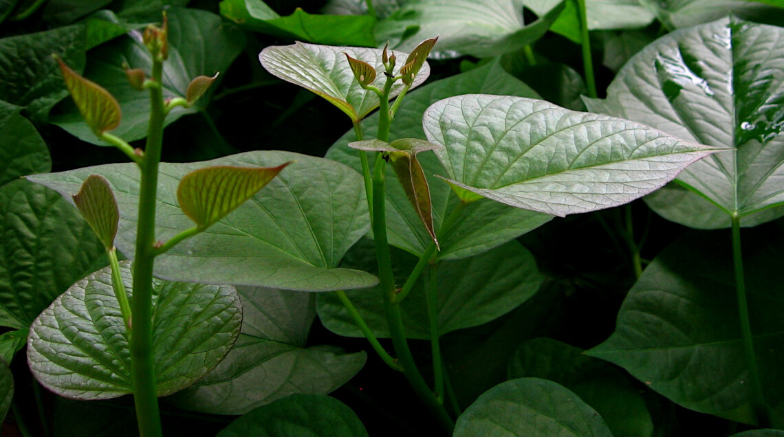 Ipomoea_batatas_PH_Kostka Martin