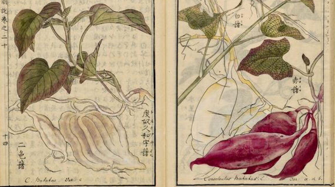 Ipomoea_batatas_Leiden_University_Seikei_Zusetsu_1804