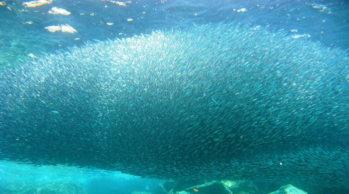 Acciughe_Thousands of Sardines form a bait ball