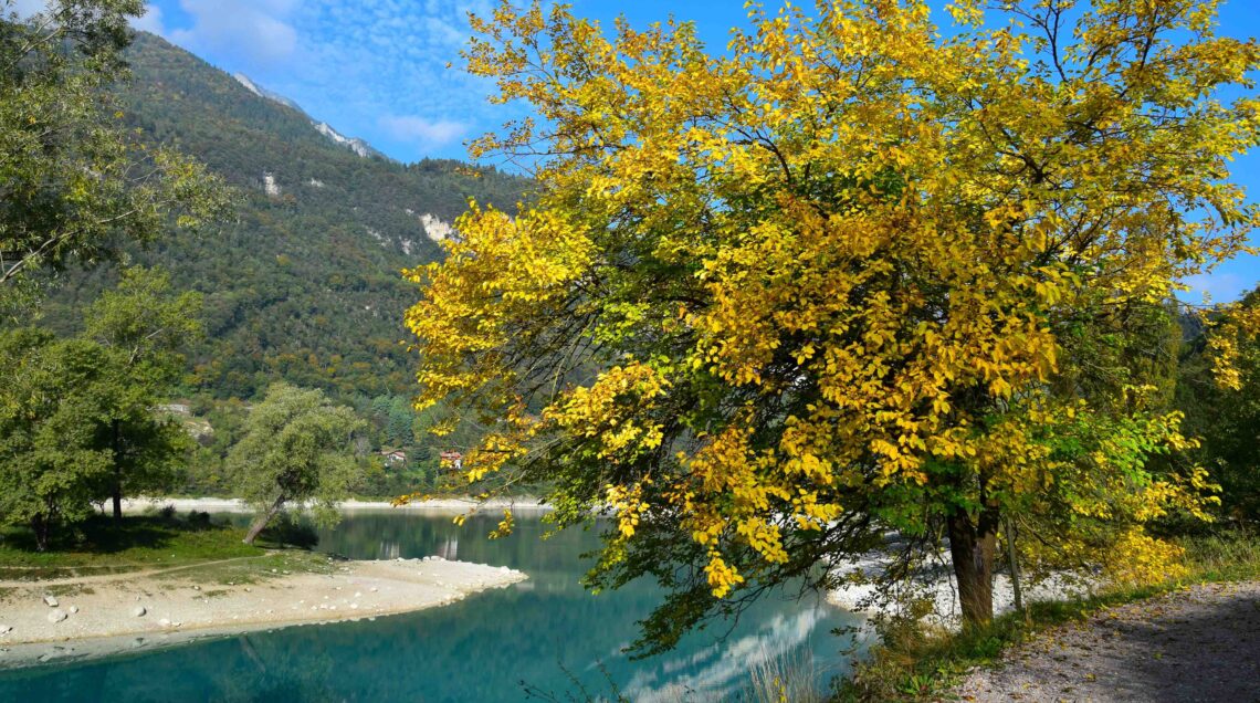Lago di Tenno, argini e pianta di gelso - Trentino, Italia