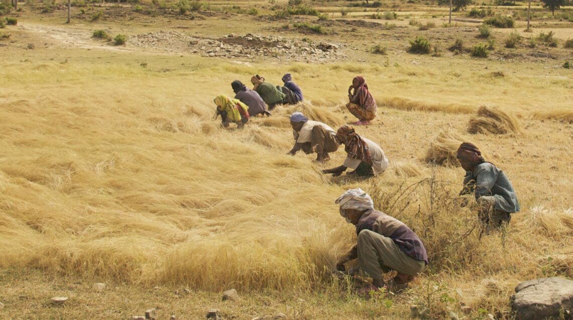 IL RACCOLTO DI TEFF The_Teff_Harvest_PH_A. Davey