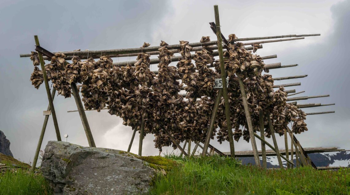 Stockfish Drying Flake, Lofoten