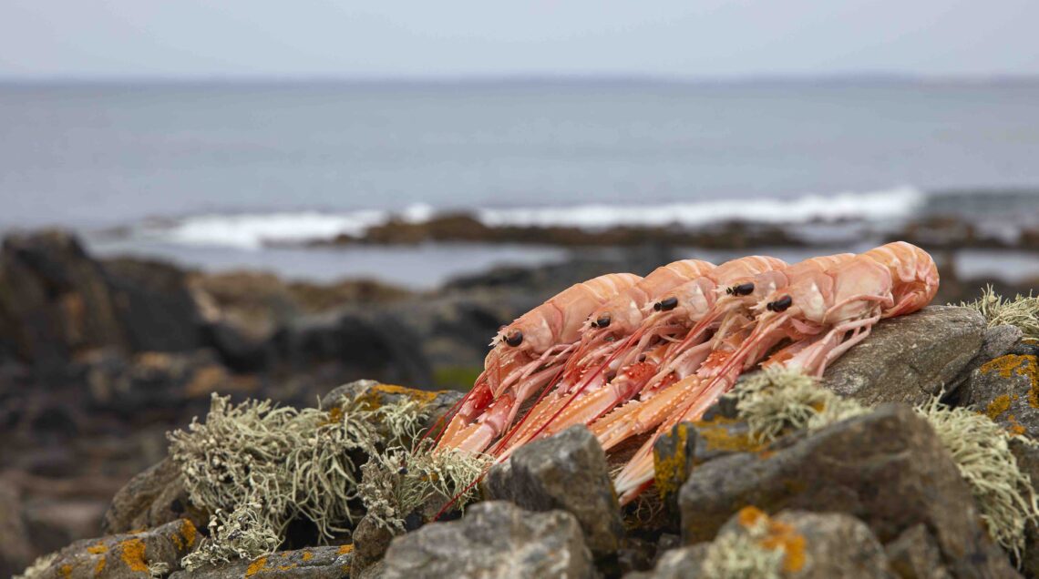 BORD BIA Collection of prawns at seafront COVER