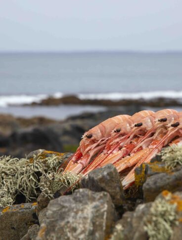 BORD BIA Collection of prawns at seafront COVER