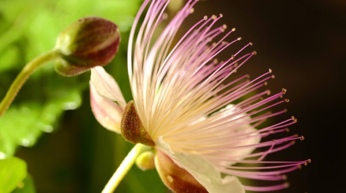 FIORE DEL CAPPERO