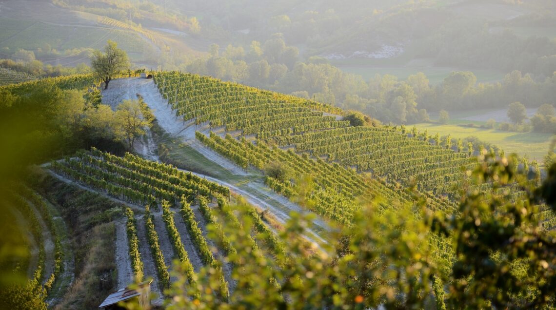 Vigneti - Consorzio del Gavi © Maurizio Ravera