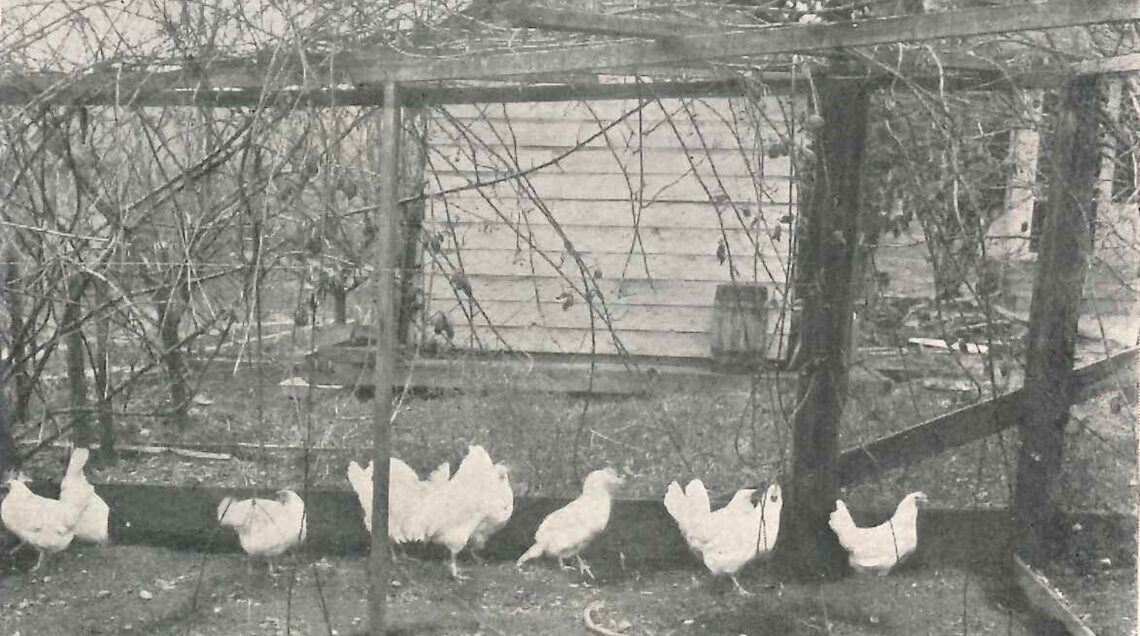 Chicken_farming_1923