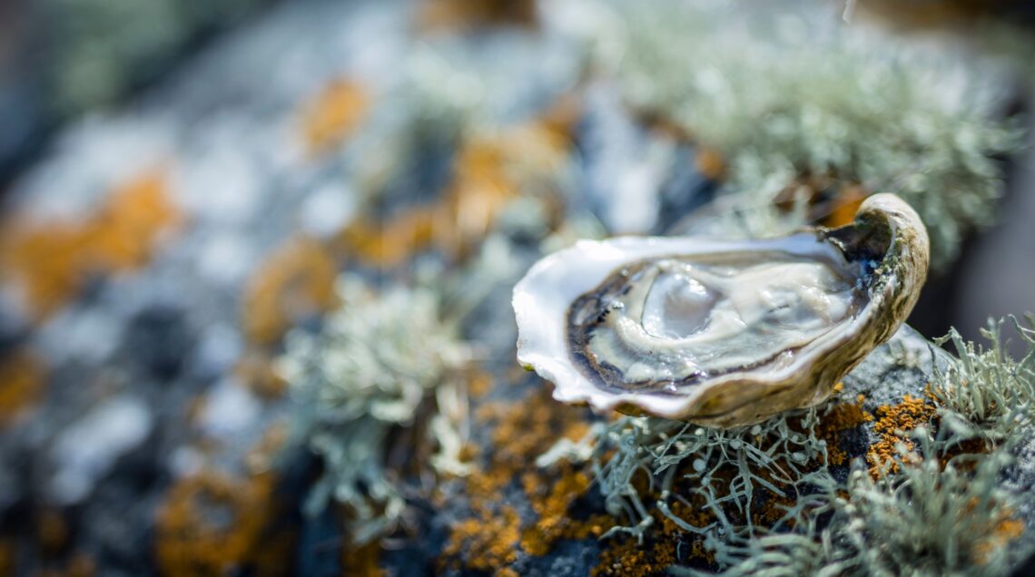 Bord Bia_BIM Oyster