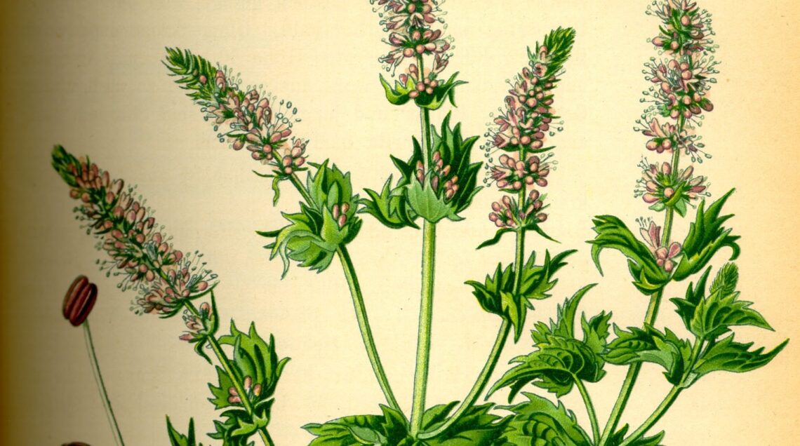 MENTA VERDE / MENTASTRO Mentha_spicata 800