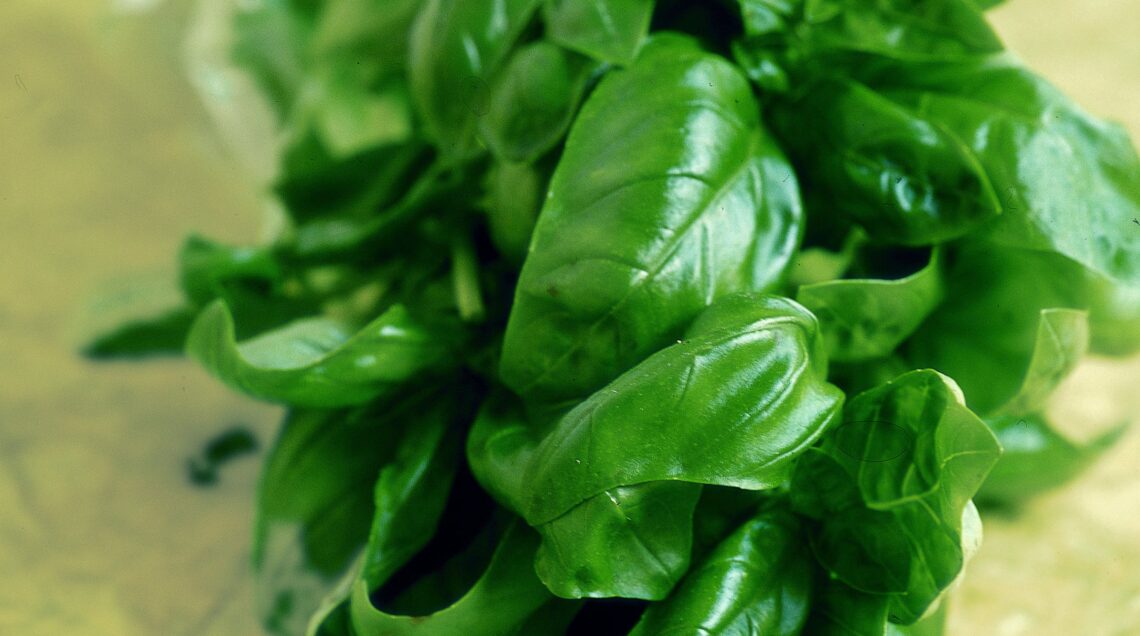 BASILICO GENOVESE DOP