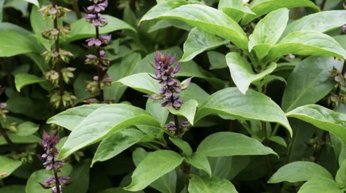BASILICO SACRO O TULSI