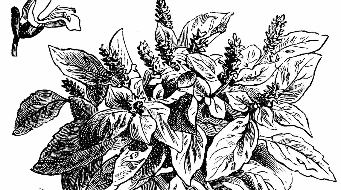 Basilic_à_feuille_de_laitue_Vilmorin-Andrieux_1904