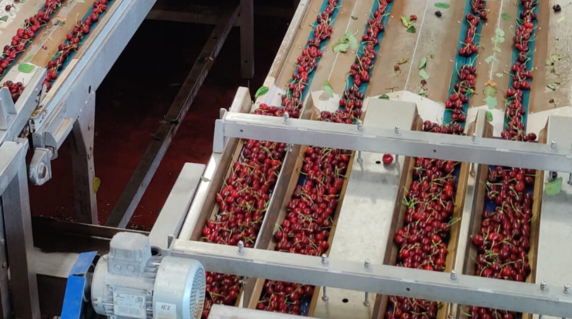 CILIEGIE - Stabilimento Agrintesa Castelfranco Emilia