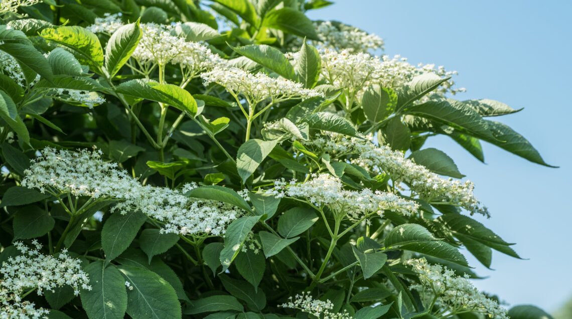 SAMBUCO Elderberry tree in blossom