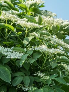 SAMBUCO Elderberry tree in blossom