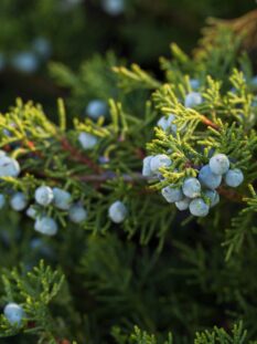 GINEPRO bacche sferiche dalla superficie cerosa di colore blu scuro-nero