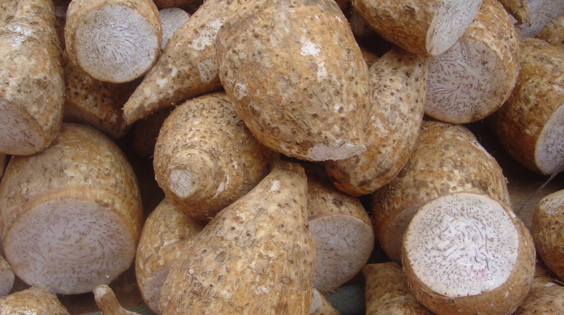 Colocasia_esculenta_TARO