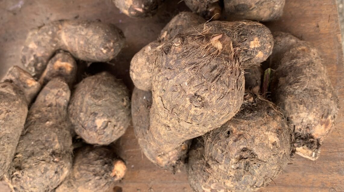 Igname_1_PH_ Kani Beat