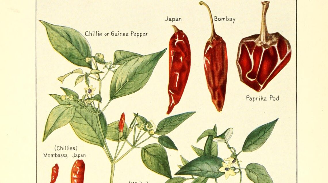Spices_their_nature_and_growth (1915)