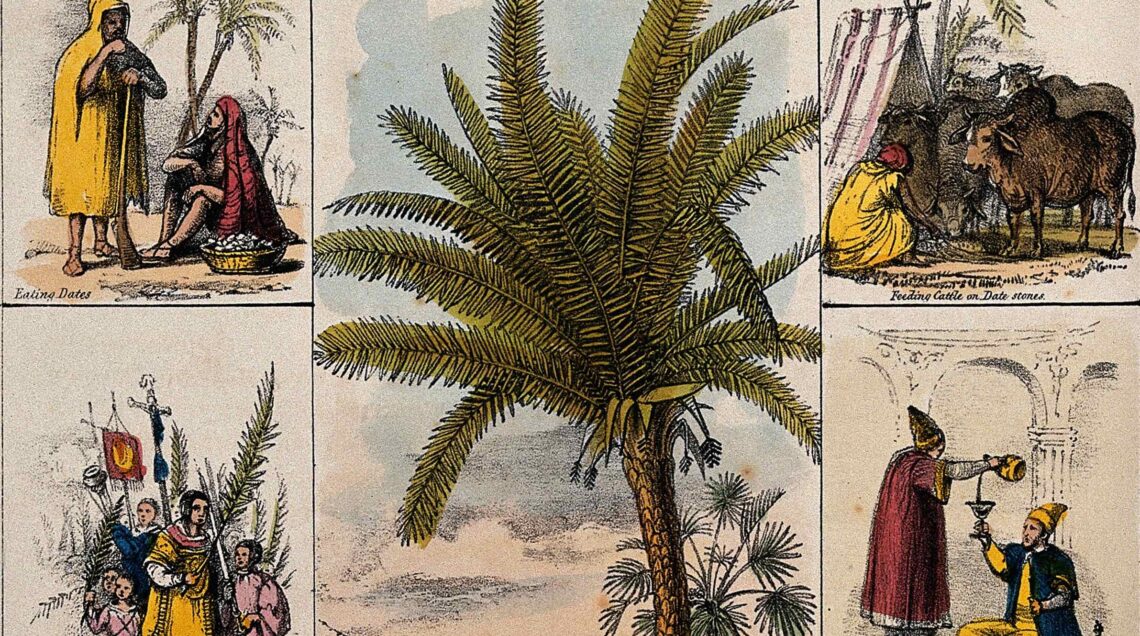 Una palma da dattero (Phoenix dactylifera) e sei scene che ne illustrano l'uso da parte dell'uomo - 1840
