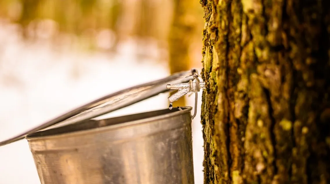harvesting sap maple trees / acero