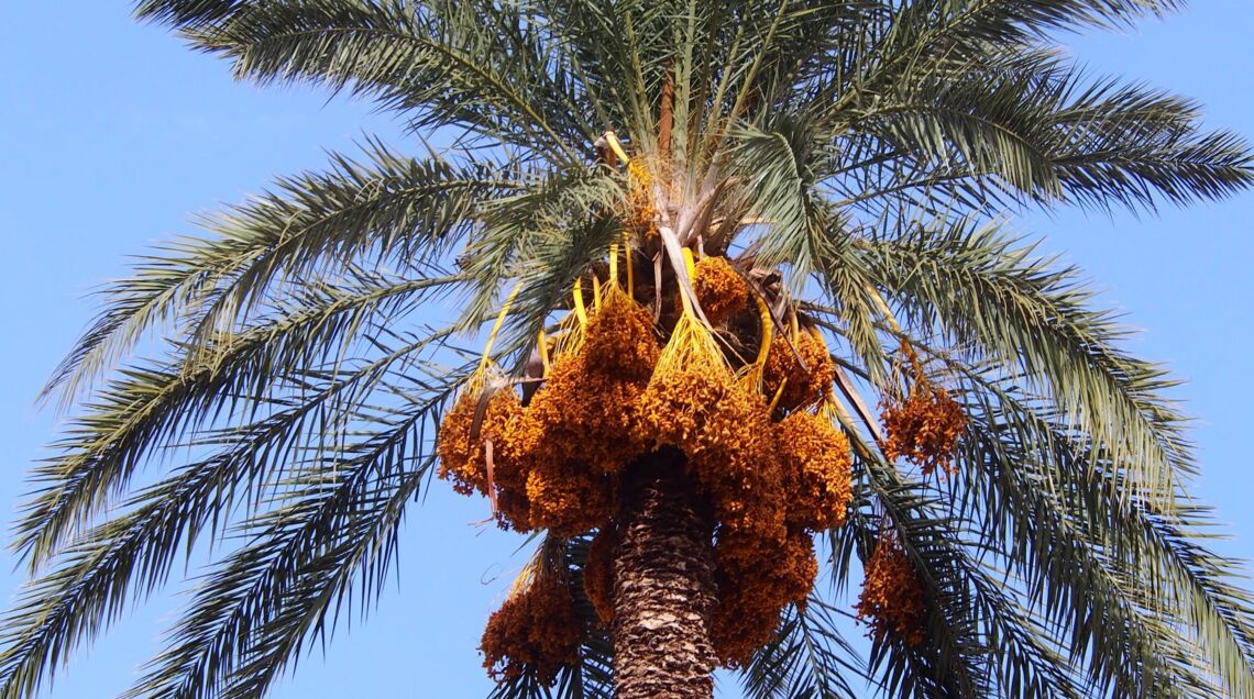 Phoenix_dactylifera_PALMA DA DATTERI