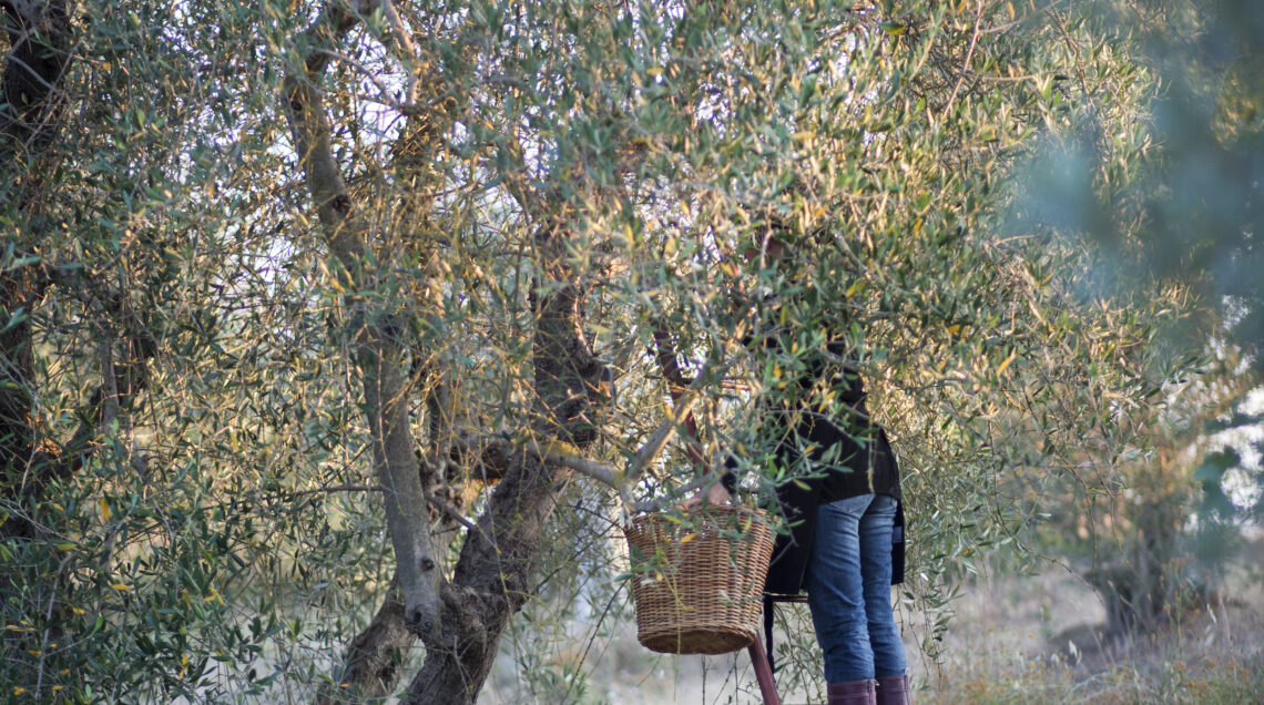 Ulivi con donna che raccoglie a mano le olive
