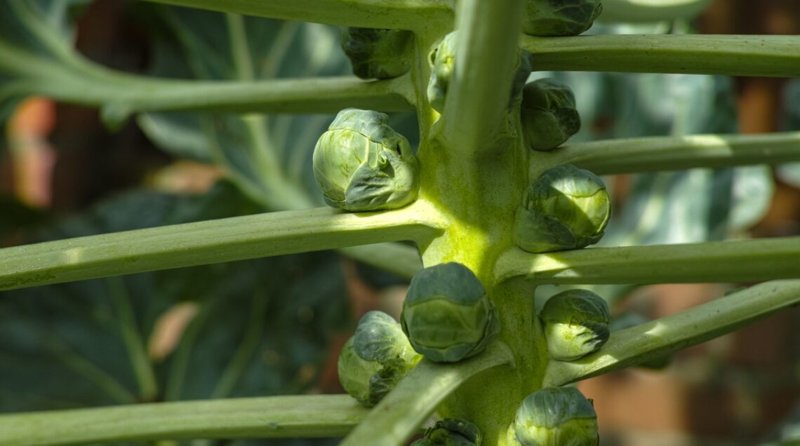 Fresh green growing brussels sprouts