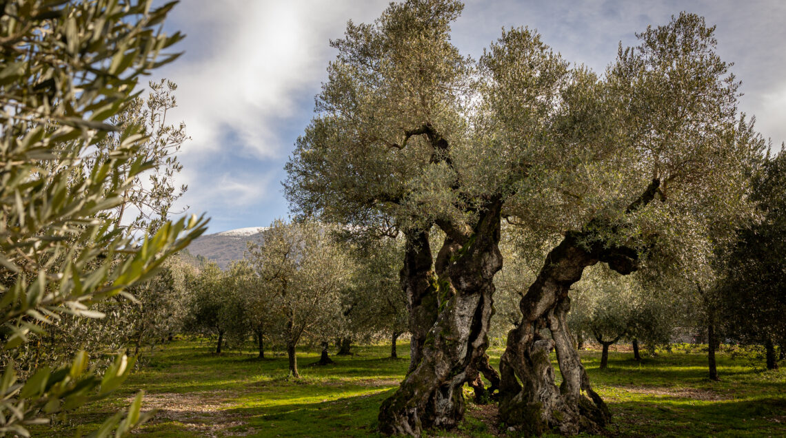 olivo di sant'emiliano