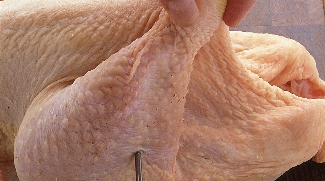 ago che entra in una coscia del pollo