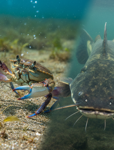 granchio blu e pesce siluro