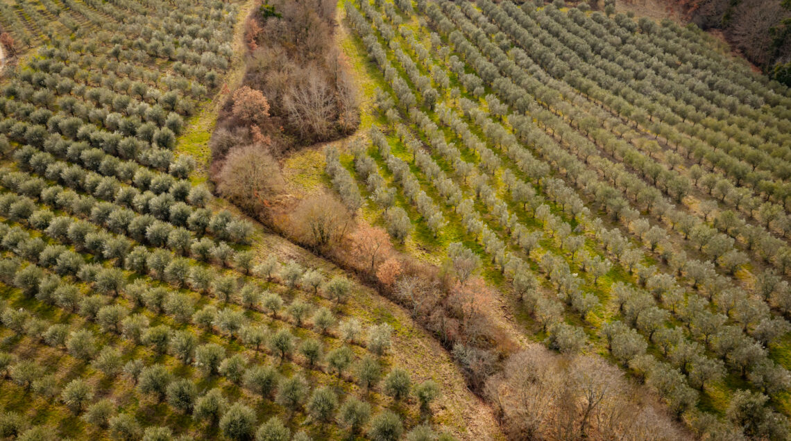 Ulivi della fascia olivata Assisi Spoleto