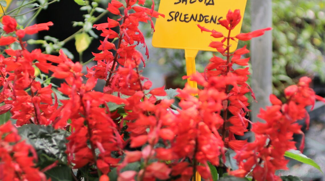 Fiori di Salvia Splendens rosso acceso con cartellino giallo identificativo in un vivaio. 