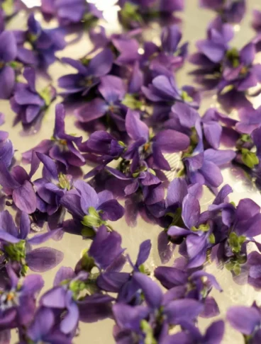 Violette eduli appoggiate su un tavolo