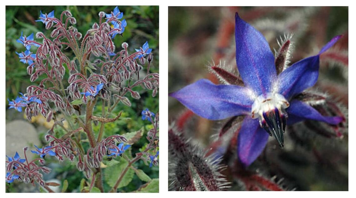 Pianta di borragine con fiori blu a forma di stella ricoperti di sottile peluria