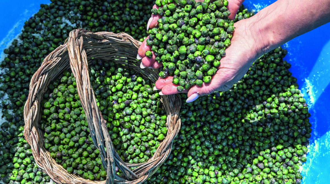 Mani che raccolgono capperi con cesta in vimini