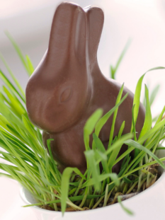 Coniglietto di cioccolato al latte inserito in una tazzina bianca con fili d'erba fresca