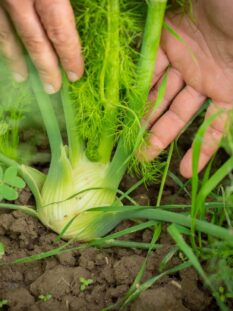 mani di persona che raccolgono un finocchio dal campo