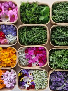 Una griglia di 12 vaschette in cartone biodegradabile contenenti diverse varietà di fiori eduli colorati e foglie aromatiche fresche, vista dall'alto