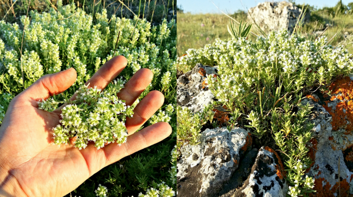 Una mano che raccoglie un mazzetto di fiori bianchi minuscoli e una vista della pianta che cresce spontanea tra le rocce ricoperte di licheni arancioni